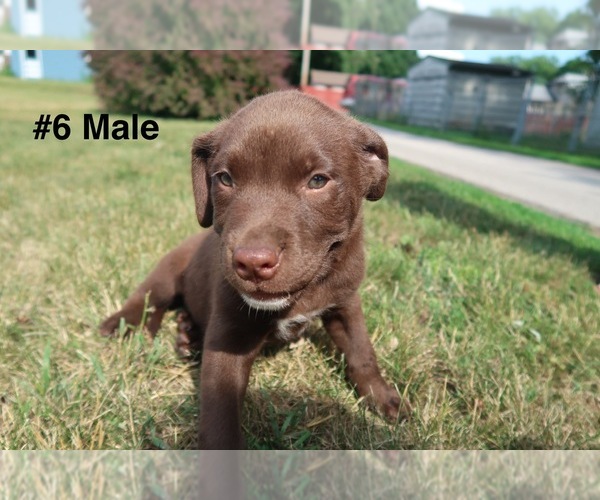 Medium Photo #13 Sheprador Puppy For Sale in ELGIN, IL, USA