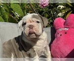 Puppy Titan English Bulldog