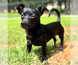 Chihuahua-Unknown Mix Dogs for adoption in Boonton, NJ, USA