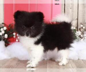 Pomeranian Puppy for sale in MOUNT VERNON, OH, USA