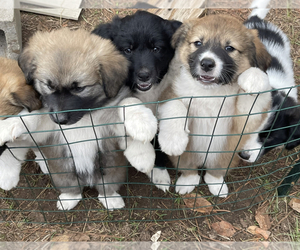 Australian Shepherd-Great Pyrenees Mix Puppy for sale in KEITHVILLE, LA, USA