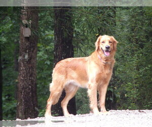 Cane Corso Puppy for sale in CROSSVILLE, TN, USA