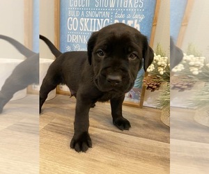 Mastador Puppy for sale in WILLIAMSBURG, OH, USA