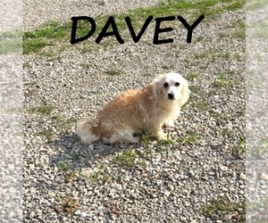 YorkiePoo Puppy for sale in HARTLAND, MN, USA
