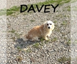 Image preview for Ad Listing. Nickname: Davey