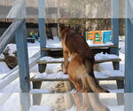 Small #17 German Shepherd Dog