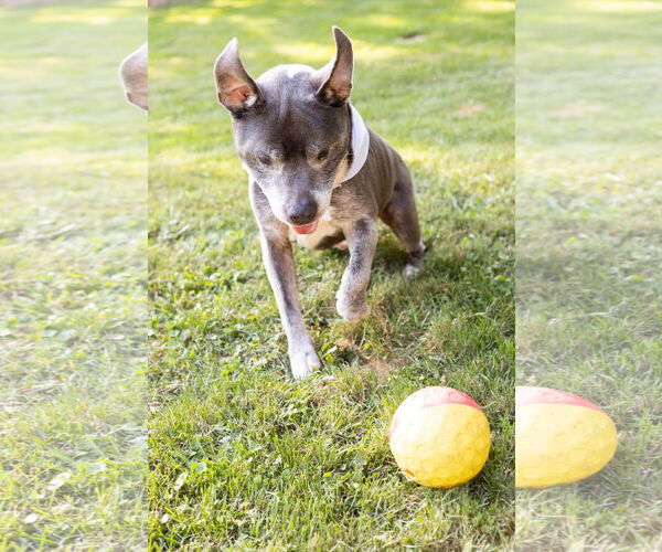 Medium Photo #2 Staffordshire Bull Terrier-Unknown Mix Puppy For Sale in Crete, IL, USA