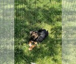 Small Photo #3 Catahoula Leopard Dog Puppy For Sale in CRAIGVILLE, IN, USA