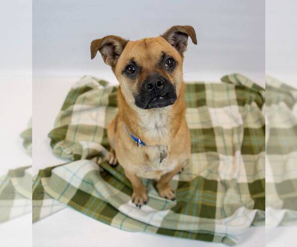 Medium Photo #2 Pug-Unknown Mix Puppy For Sale in Kennesaw, GA, USA