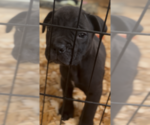 Small #1 Boerboel