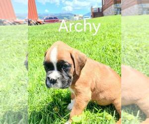 Boxer Puppy for sale in AFTON, WY, USA