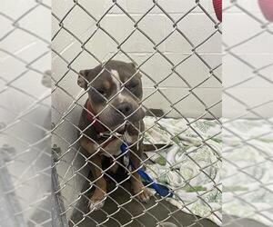 American Pit Bull Terrier Dogs for adoption in Rosenberg, TX, USA