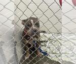 Small American Pit Bull Terrier