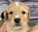 Puppy Lucy Golden Retriever