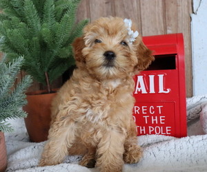 Poodle (Miniature) Puppy for sale in HONEY BROOK, PA, USA