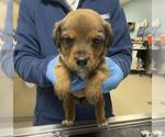 DR PEPPER - Female Doberman Pinscher Dog for Adoption - Small photo