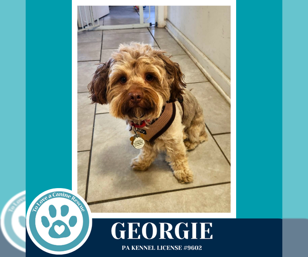 Medium Photo #3 Shih Tzu-Unknown Mix Puppy For Sale in Kimberton, PA, USA