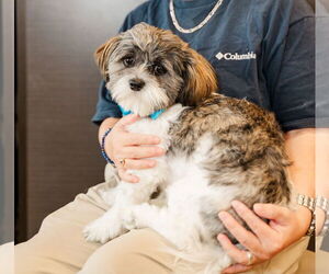 Shih Tzu Dogs for adoption in St. Louis Park, MN, USA