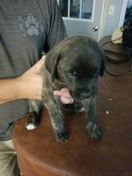 Mastiff Puppy for sale in TOLEDO, OH, USA