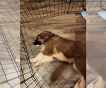 Small Photo #7 Australian Shepherd-Saint Bernard Mix Puppy For Sale in ANTONIA, MO, USA