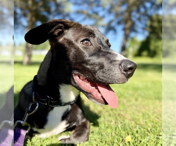 Medium Photo #9 Mutt Puppy For Sale in Gloversville, NY, USA