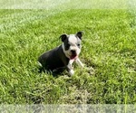 Small #2 Boston Terrier