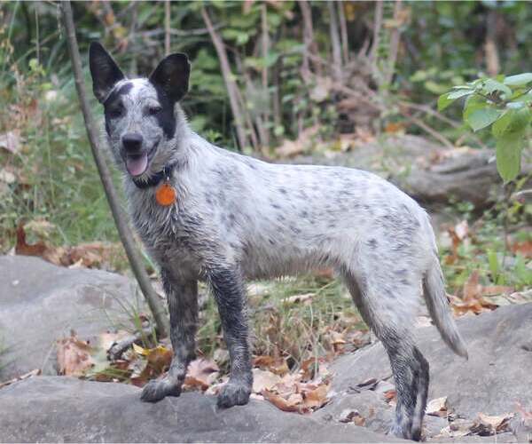 Medium Photo #2 Mutt Puppy For Sale in Paso Robles, CA, USA