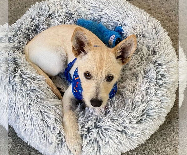 Medium Photo #3 Mutt Puppy For Sale in Newport Beach, CA, USA