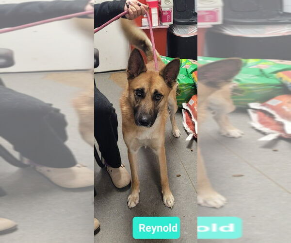 Medium Photo #1 Gerberian Shepsky Puppy For Sale in Richmond, IN, USA