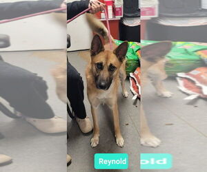 Gerberian Shepsky Dogs for adoption in Richmond, IN, USA