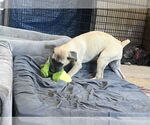 Small #8 Mastiff