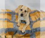 Small #5 Labrador Retriever-Retriever  Mix