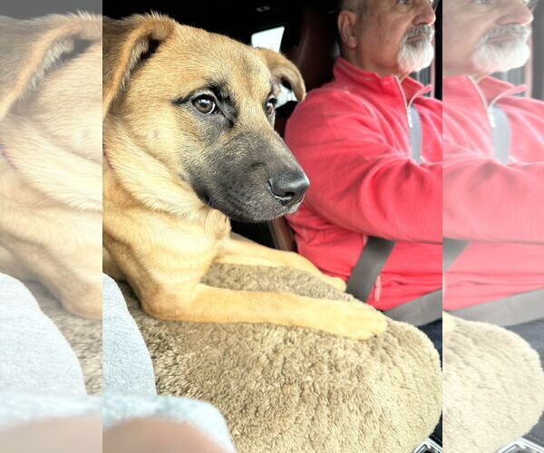 Medium Photo #2 Mountain Cur-Unknown Mix Puppy For Sale in Harrisburg, PA, USA