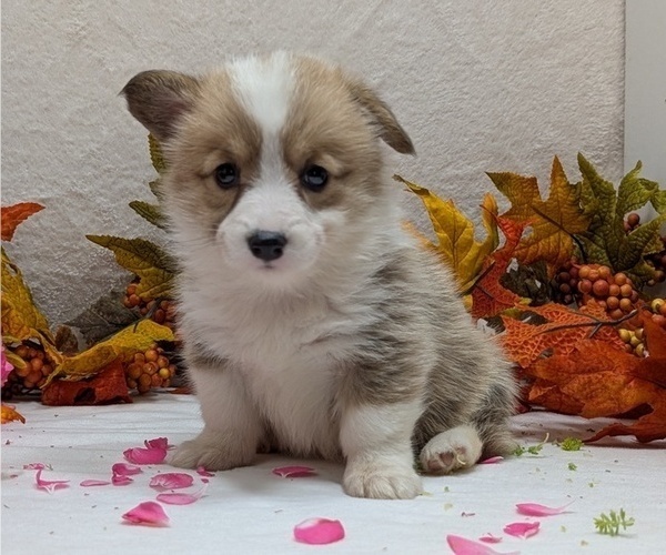 Medium Photo #41 Pembroke Welsh Corgi Puppy For Sale in GOSHEN, IN, USA