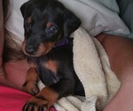 Small Photo #6 Doberman Pinscher Puppy For Sale in GILMER, TX, USA