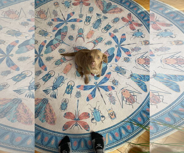 Medium Photo #3 Chihuahua-Unknown Mix Puppy For Sale in St. Louis Park, MN, USA