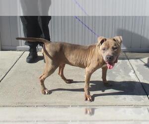 American Pit Bull Terrier Dogs for adoption in Louisville, KY, USA