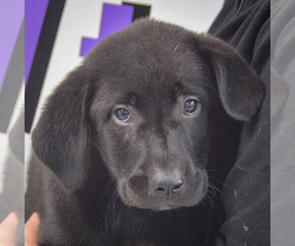 Medium Photo #7 Pyrenees Border Collie Puppy For Sale in Huntley, IL, USA