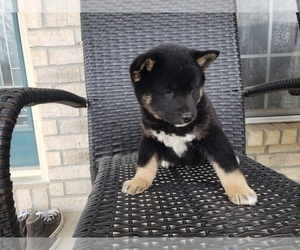 Shiba Inu Dog for Adoption in KANSAS CITY, Missouri USA