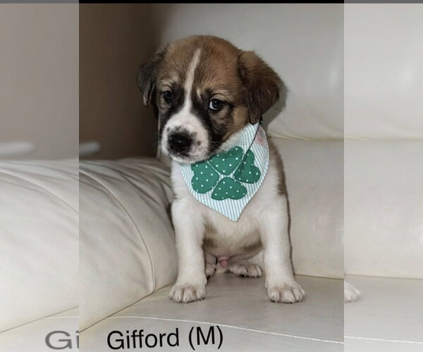 Medium Photo #1 Mutt Puppy For Sale in Jackson Township, NJ, USA