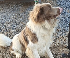 Father of the Newfoundland puppies born on 10/01/2025