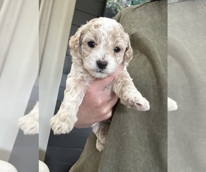 Maltipoo (Miniature) Puppy for sale in BESSEMER, AL, USA