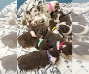Australian Shepherd Puppy for sale in MIDDLESEX, NC, USA