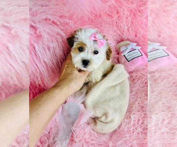 Medium Photo #1 ShihPoo Puppy For Sale in PEMBROKE PINES, FL, USA