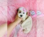 Small ShihPoo