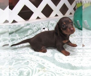 Dachshund Puppy for sale in RATTAN, OK, USA