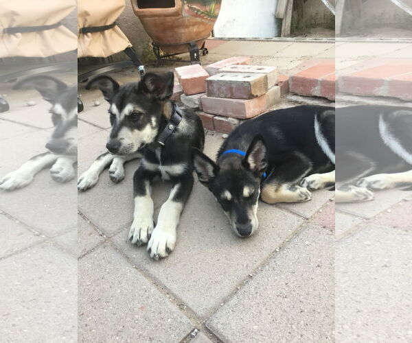 Medium Photo #6 Siberian Husky-Unknown Mix Puppy For Sale in Cedar Crest, NM, USA