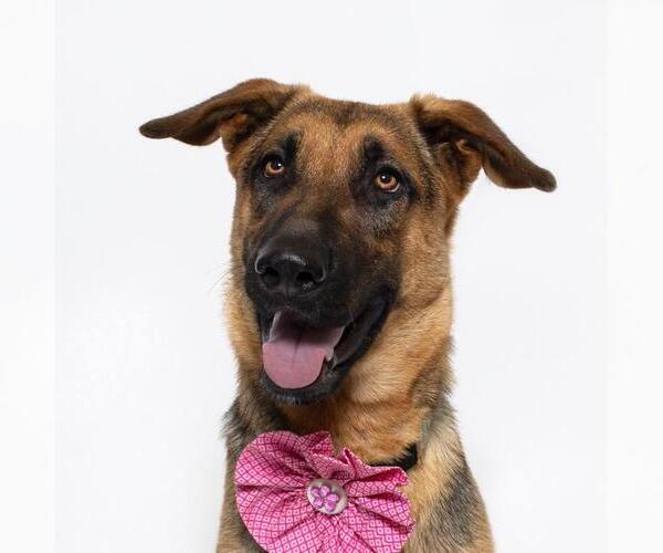 Medium Photo #1 German Shepherd Dog Puppy For Sale in Santa Maria, CA, USA