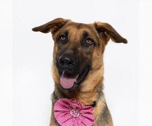 German Shepherd Dog Dogs for adoption in Santa Maria, CA, USA