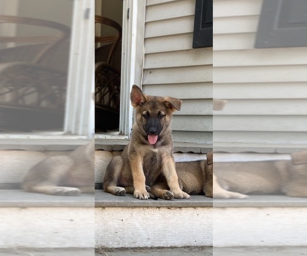 Medium Photo #1 German Shepherd Dog Puppy For Sale in BURTON CITY, OH, USA